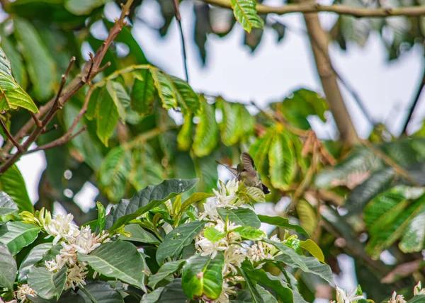 Common Mistakes to Avoid During Live Kolibri